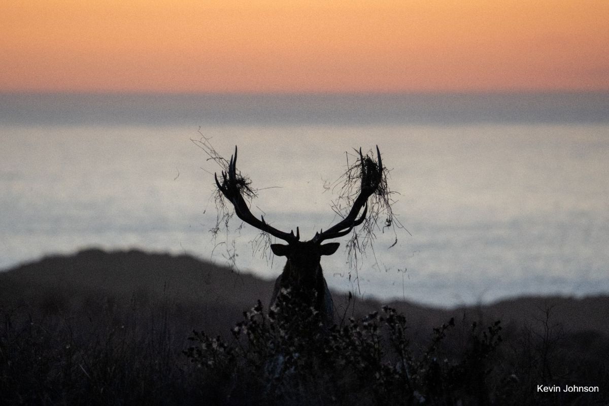 A silhouette of a male tule elk with vegetation tangled in its antlers at sunset, with dark cliffside and a calm ocean horizon behind.